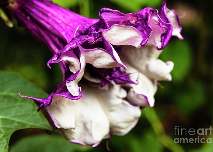 Brugmansia Greeting Card featuring the photograph Purple Trumpet Flower by Raul Rodriguez