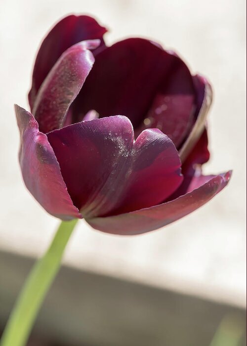 Flower Greeting Card featuring the photograph Purple Tulip by Dawn Cavalieri