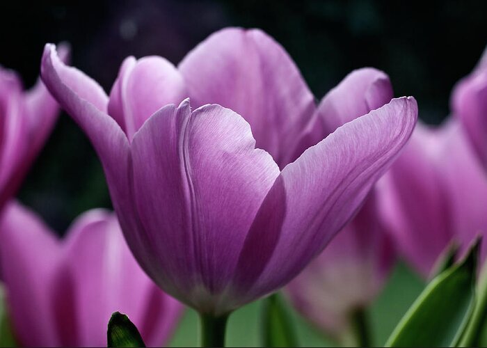 Purple Greeting Card featuring the photograph Purple Tulips by Simon Stanley