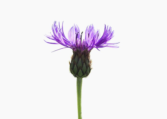 White Background Greeting Card featuring the photograph Purple Wildflower On White by Deborah Harrison