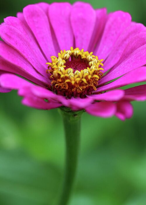 Flower Greeting Card featuring the photograph Purple Zinnia by Mary Anne Delgado