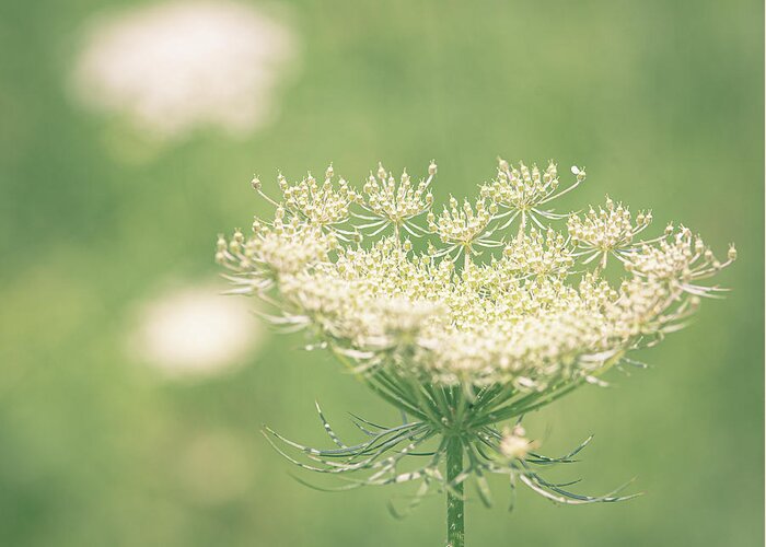 Queen Anne's Lace Greeting Card featuring the photograph Queen Anne's Lace by Lori Rowland