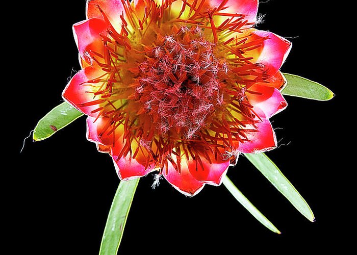 Black Background Greeting Card featuring the photograph Queen Protea Top by Chris Stein