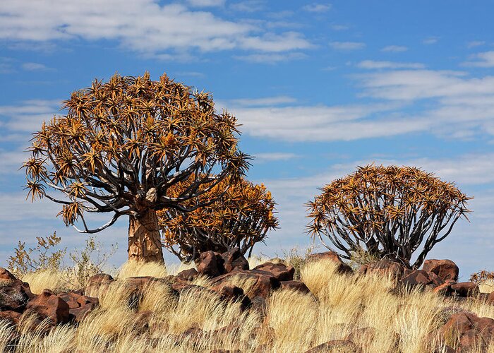 Quiver Tree Greeting Card featuring the photograph Quiver Tree Forest - Namibia by Jlr