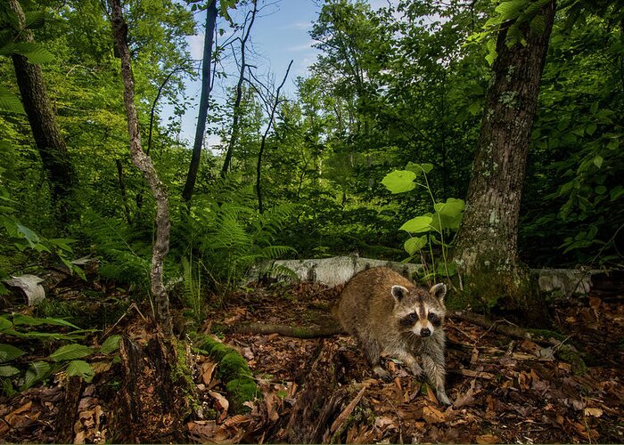 Sebastian Kennerknecht Greeting Card featuring the photograph Raccoon In The Hardwood Forest, Massachusetts by Sebastian Kennerknecht
