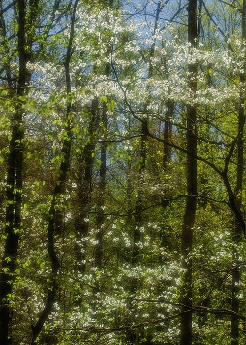 Scenics Greeting Card featuring the photograph Radiant Dogwoods by Jerry Whaley