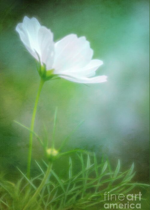 Cosmos Greeting Card featuring the photograph Radiant White Cosmos in the Evening Light by Anita Pollak