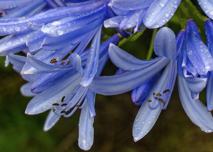 Alii Kula Lavender Farm Greeting Card featuring the photograph Rain Drops on Blue Flower by Jeff Phillippi