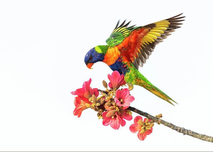Animal Greeting Card featuring the photograph Rainbow Lorikeet by Dr P. Marazzi/science Photo Library