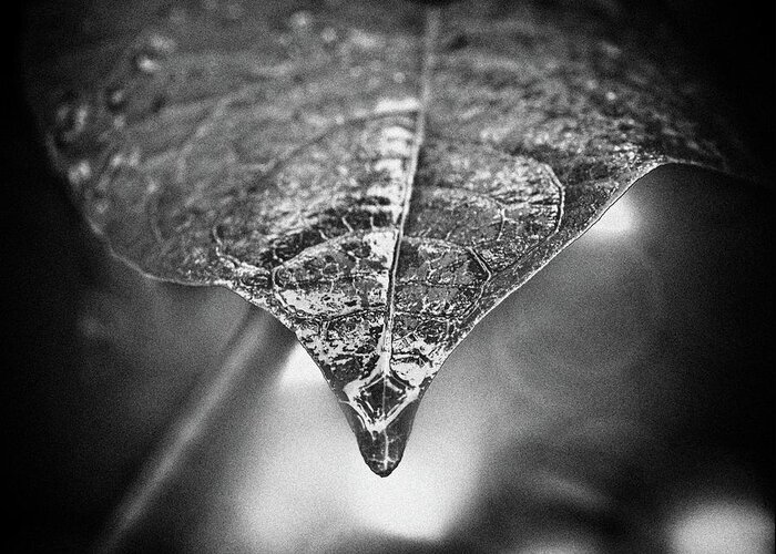 Netherlands Greeting Card featuring the photograph Raindrop On A Leaf by Copyright Victor Schiferli