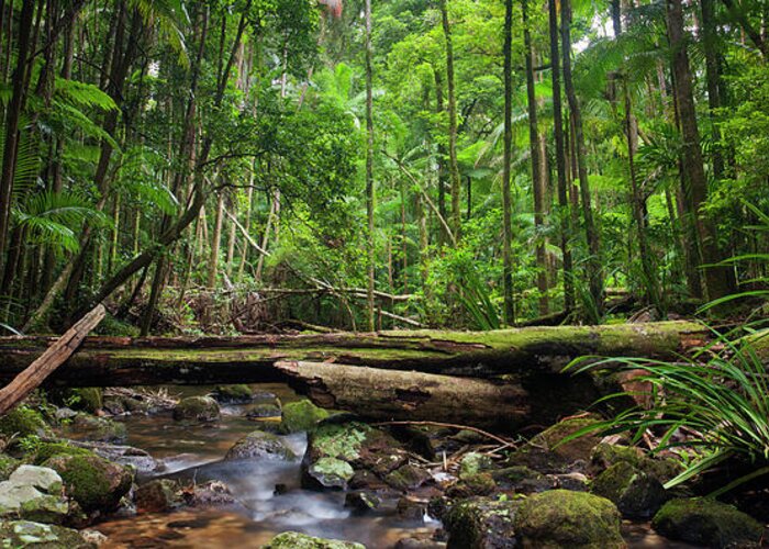 Tropical Rainforest Greeting Card featuring the photograph Rainforest Stream Panorama by Davidf