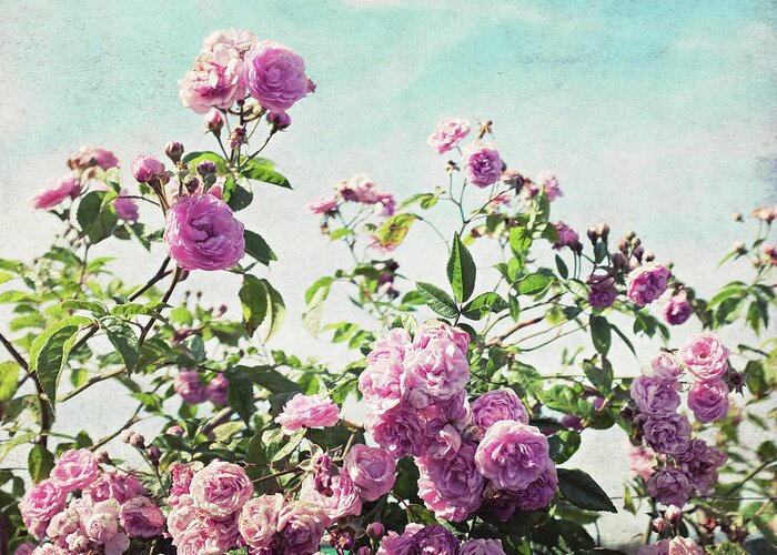 Rose Print Greeting Card featuring the photograph Ramblin' Rose by Lupen Grainne