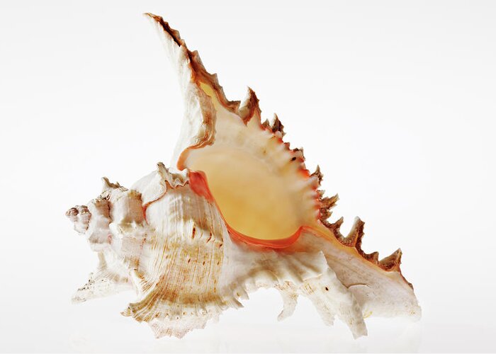 White Background Greeting Card featuring the photograph Ramose Murex Shell by Martin Harvey