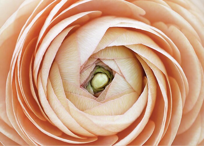Petal Greeting Card featuring the photograph Ranunculus by Dhmig Photography