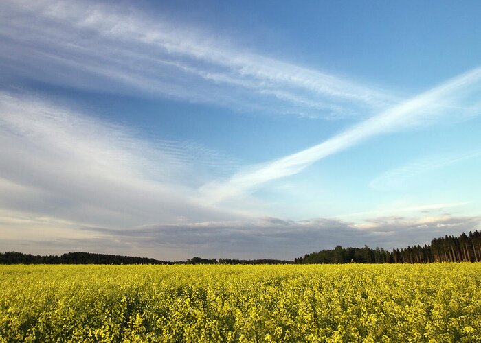 Sweden Greeting Card featuring the photograph Rape Seed Field And Blue Sky With by Johan Klovsjö