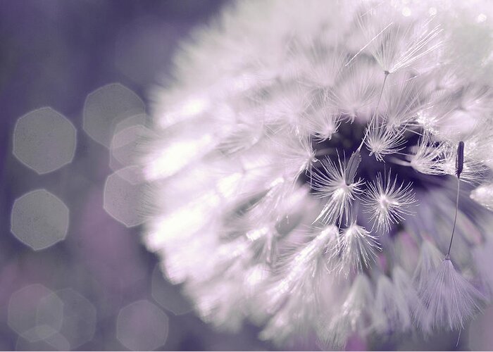 Dandelion Greeting Card featuring the photograph Rave by Michelle Wermuth