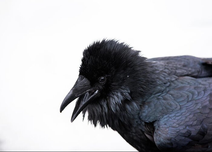 Raven Greeting Card featuring the photograph Raven 3 by David Kirby