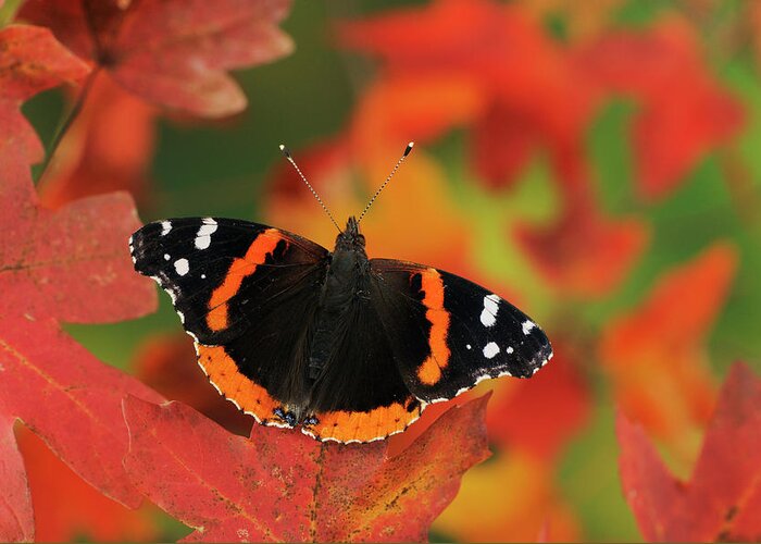 Autumncollection Greeting Card featuring the photograph Red Admiral Butterfly, Lost Maples State Park, Texas, Usa by Rolf Nussbaumer / Naturepl.com