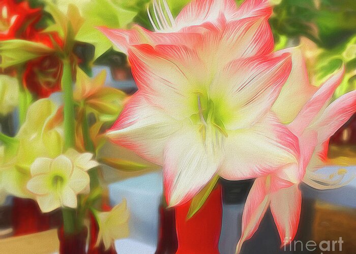 Lily Greeting Card featuring the photograph Red and White Amaryllis by Sue Melvin