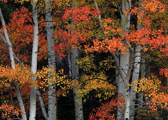 Aspen Forest Greeting Card featuring the photograph Red and Yellow Idaho Aspens by Leland D Howard