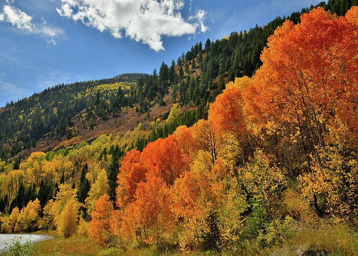 Colorado Greeting Card featuring the photograph Red Aspens Along Highway 133 by Ray Mathis
