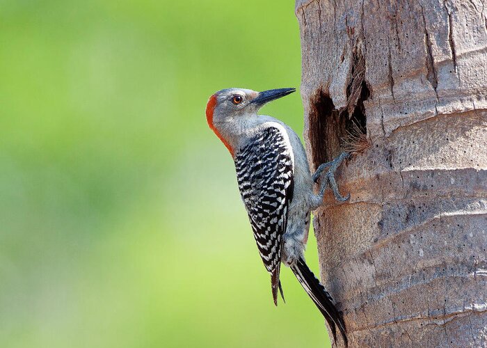 Animal Themes Greeting Card featuring the photograph Red-bellied Woodpecker by Guillermo Armenteros, Dominican Republic.