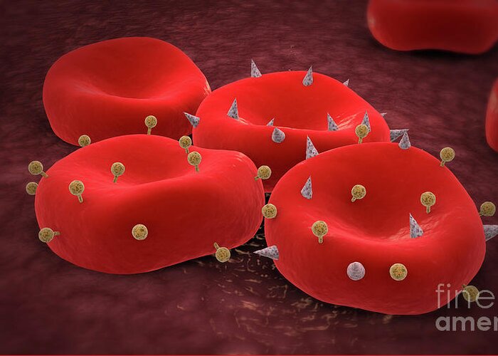 Illustration Greeting Card featuring the digital art Red blood cells with antigens. by Stocktrek Images