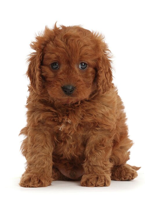 Animal Greeting Card featuring the photograph Red Cavapoo Puppy, 7 Weeks Old by Mark Taylor