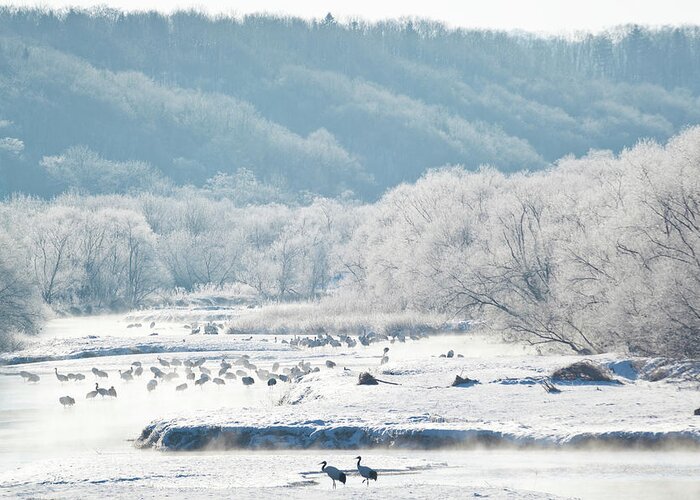 Scenics Greeting Card featuring the photograph Red Crowned Cranes In Frozen River by Peter Adams