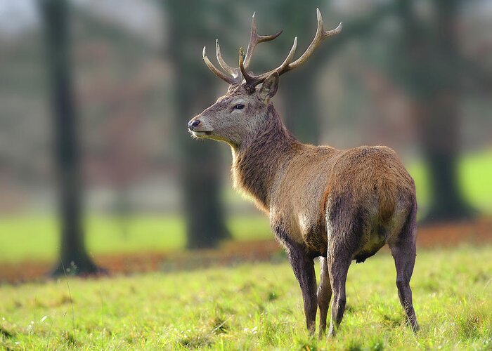 Grass Greeting Card featuring the photograph Red Deer Stag by Colin Carter Photography