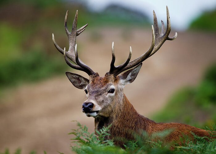 England Greeting Card featuring the photograph Red Deer Stag by Mark Smith