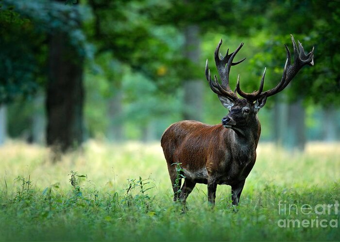 Big Greeting Card featuring the photograph Red Deer Stag Outside Autumn Forest by Ondrej Prosicky