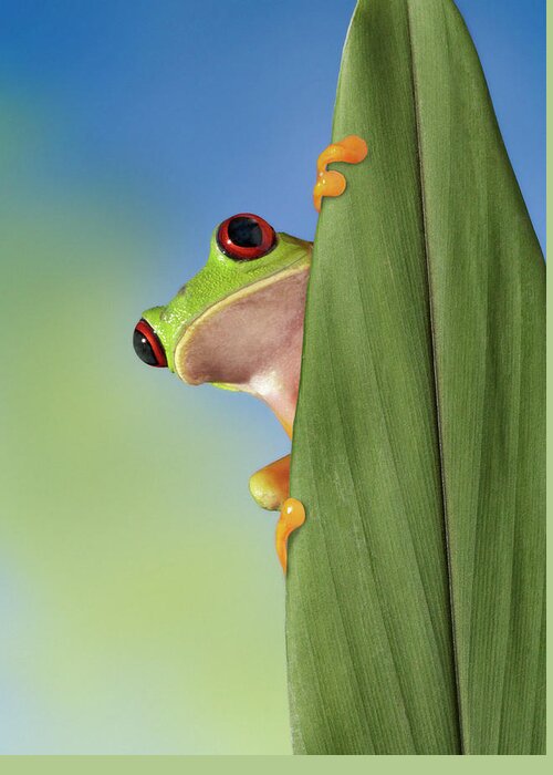 Hiding Greeting Card featuring the photograph Red Eyed Tre Frog Peeking From Behind A by Digital Zoo