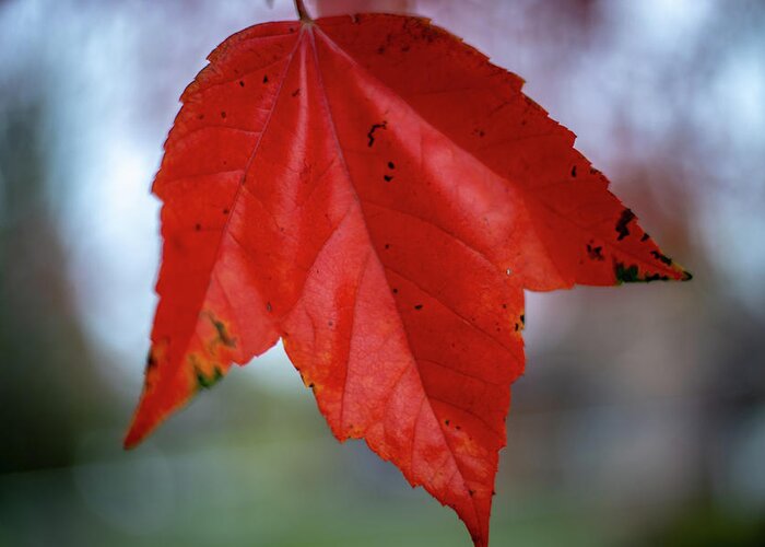 Leaf Greeting Card featuring the photograph Red Fall Leaf by Laura Smith