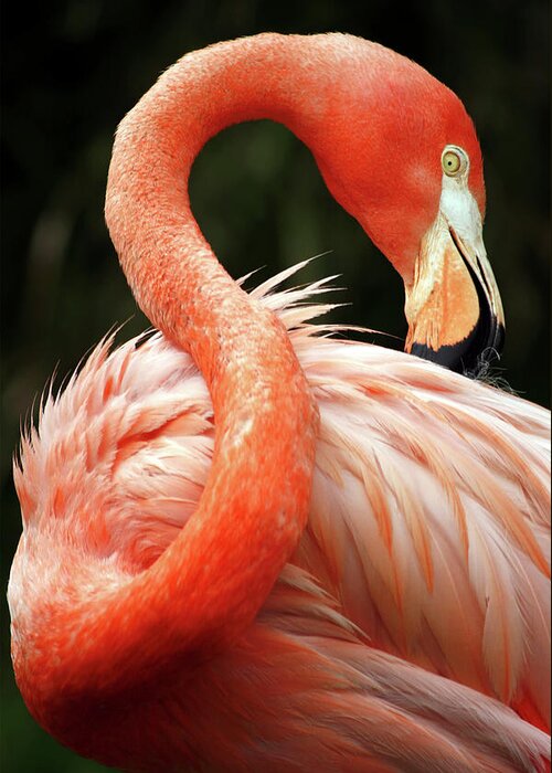 Curve Greeting Card featuring the photograph Red Flamingo by Zulufriend