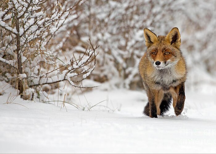 Fur Greeting Card featuring the photograph Red Fox Walks Through The Snow by Menno Schaefer