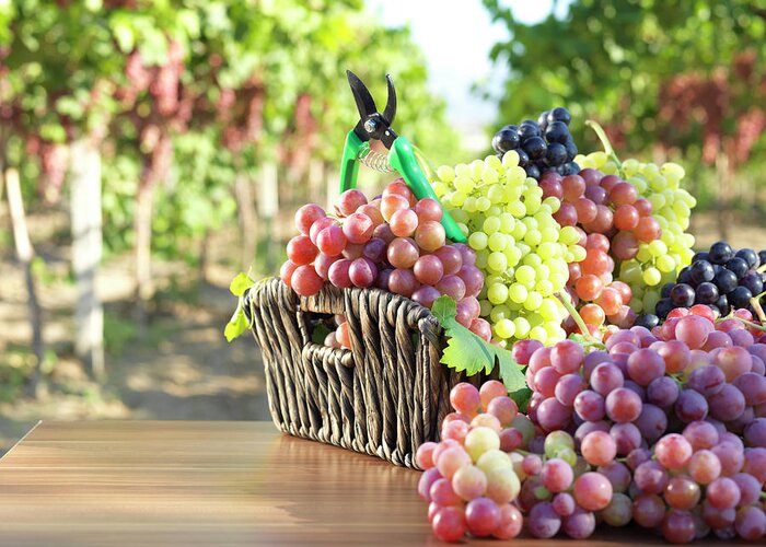 Saturated Color Greeting Card featuring the photograph Red Grape And Vineyard by Fatihhoca