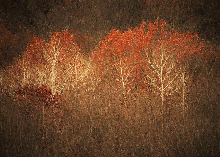 Trees Greeting Card featuring the photograph Red Headed Birch by Lori Frisch