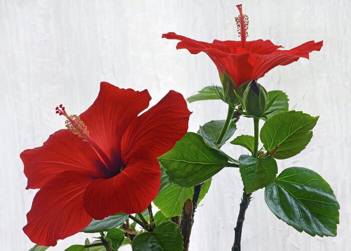Hibiscus Greeting Card featuring the photograph Red Hibiscus Duo by Terence Davis