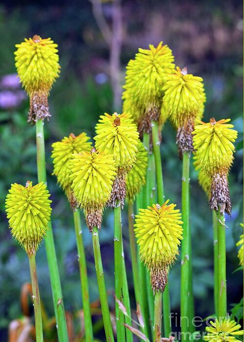 Red Hot Poker Greeting Card featuring the photograph Red Hot Poker (kniphofia Drepanophylla) by Dr Keith Wheeler/science Photo Library