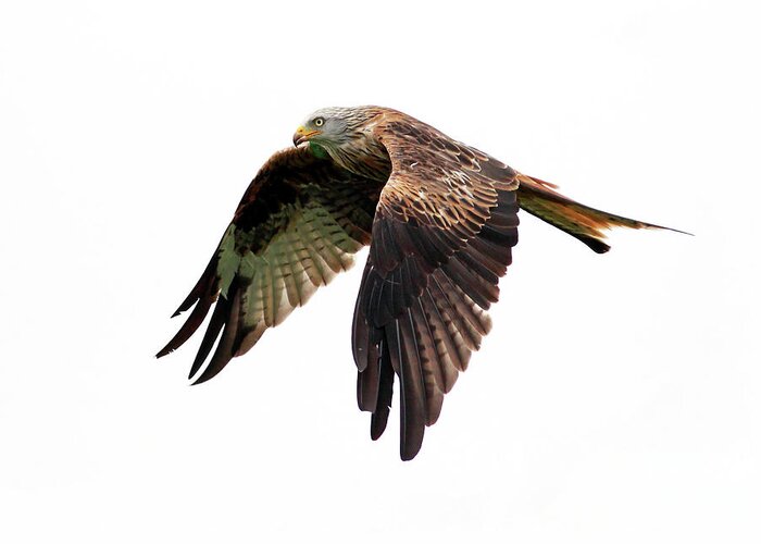 Animal Themes Greeting Card featuring the photograph Red Kite In Flight by Grant Glendinning Photography
