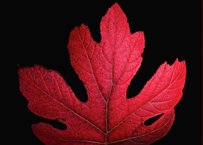 Red Greeting Card featuring the photograph Red Leaf Art by Donald Spencer