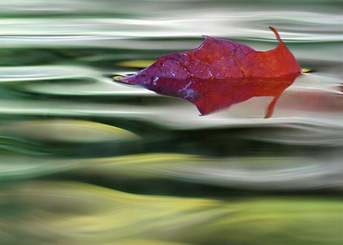 Tranquility Greeting Card featuring the photograph Red Maple Leaf Floating by ©joanne Hamblin