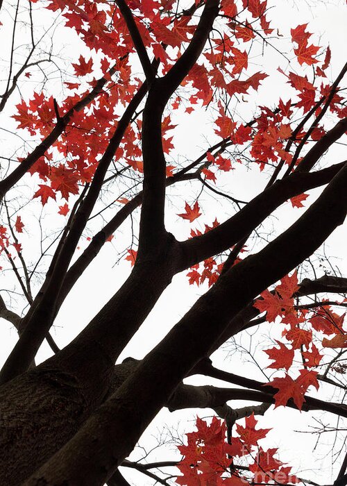 Fall Greeting Card featuring the photograph Red Maple Tree by Ana V Ramirez