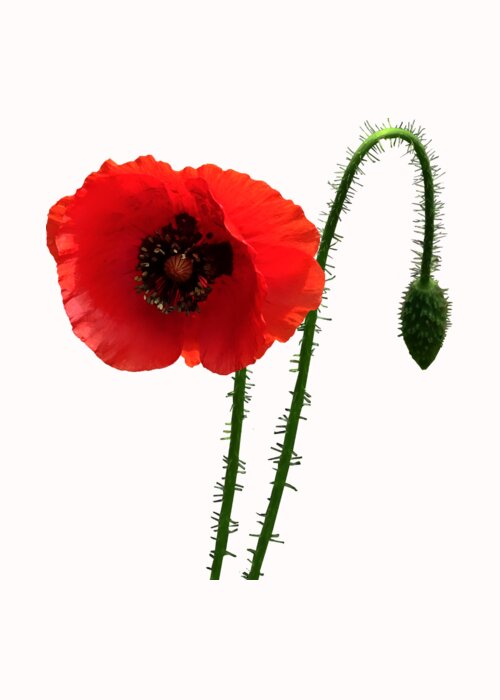 Poppy Greeting Card featuring the photograph Red Poppy and Bud by Susan Savad