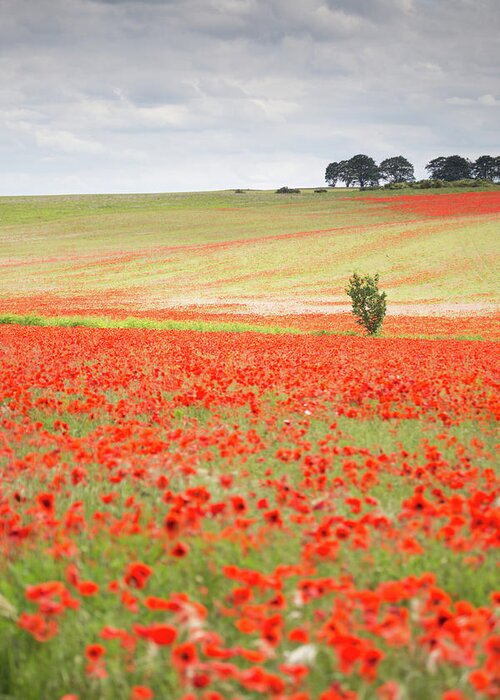 Landscape Greeting Card featuring the photograph Red poppy field, Norfolk by Anita Nicholson