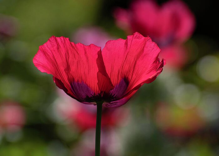 Poppy Greeting Card featuring the photograph Red Poppy by Forest Floor Photography