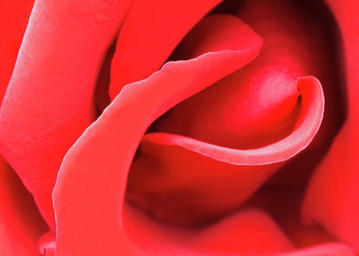 Close-up Greeting Card featuring the photograph Red Rose Macro - Viii by Alpamayophoto