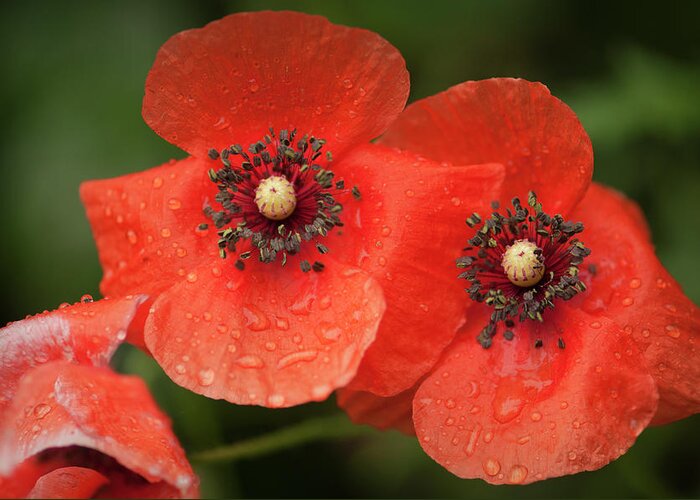 Rockville Greeting Card featuring the photograph Red Shirley Poppy Flowers After Rain by Maria Mosolova