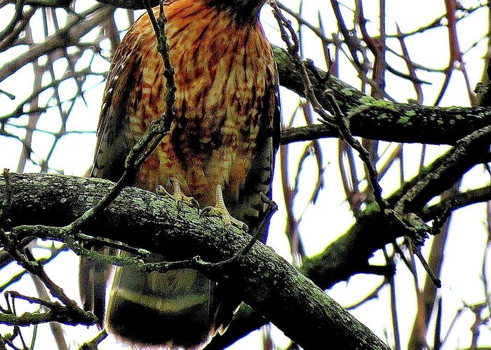 Red-shouldered Hawk Greeting Card featuring the photograph Red-Shouldered Hawk on the Lookout by Linda Stern